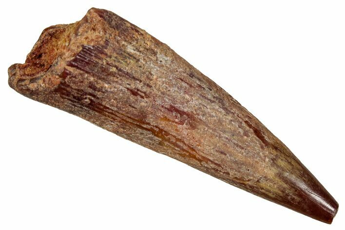 Fossil Pterosaur (Siroccopteryx) Tooth - Morocco #354883